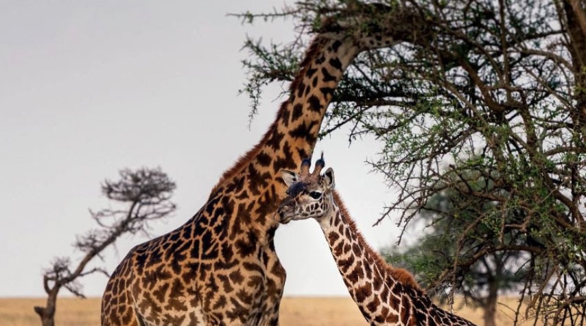 Quand la girafe nous parle de notre raison d’être